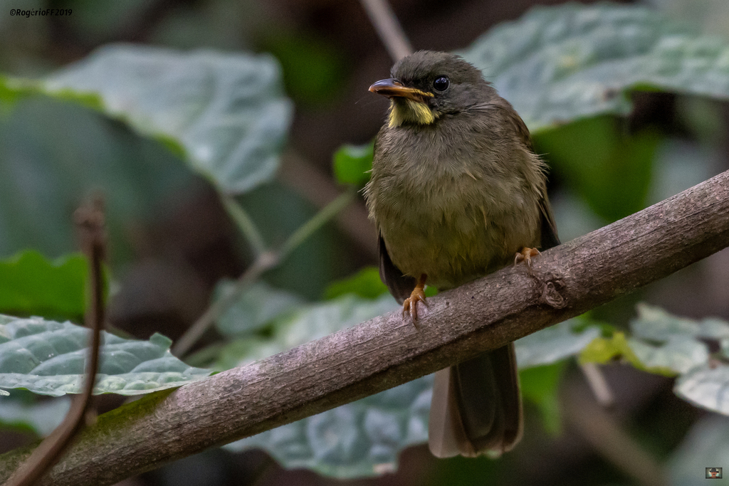 Yellow-whiskered Greenbul photo