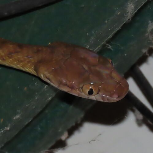 Brown Tree Snake sighting