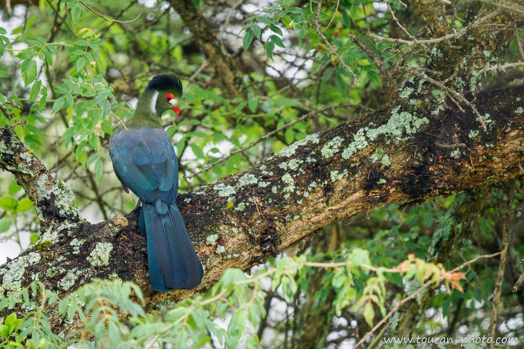 White-cheeked Turaco photo