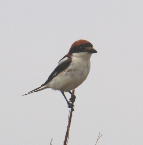 Woodchat Shrike