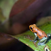 Ranitomeya sirensis - Photo (c) Brad Wilson, all rights reserved, uploaded by Brad Wilson