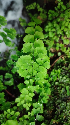 black maidenhair fern