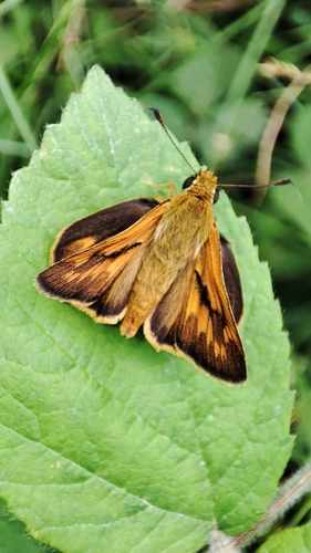 Ochlodes hyrcana