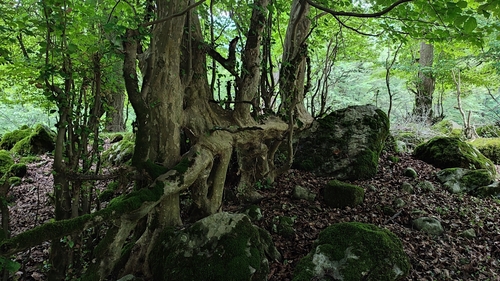Persian ironwood