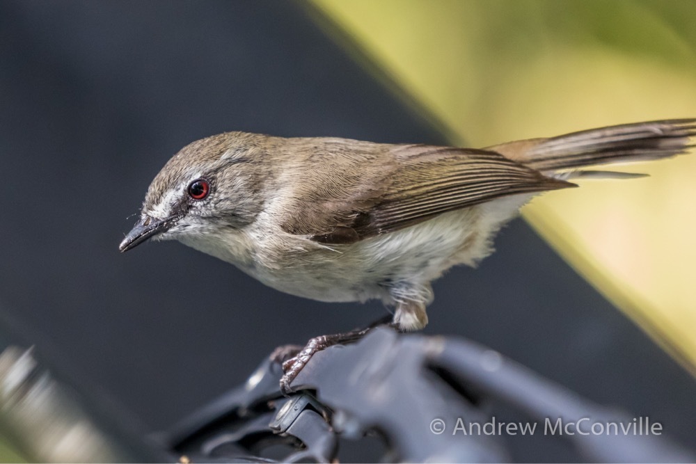 Brown Gerygone (Gerygone mouki) photo