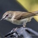 Brown Gerygone - Photo (c) andrew_mc, all rights reserved
