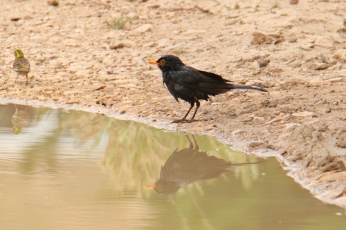 Eurasian Blackbird