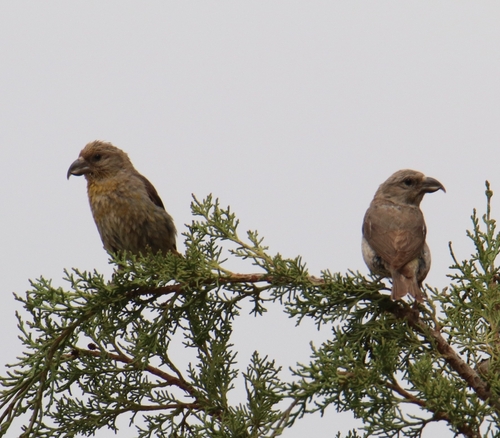 Red Crossbill