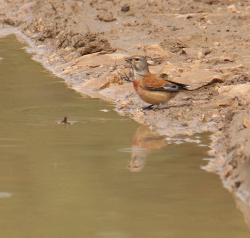 Eurasian Linnet