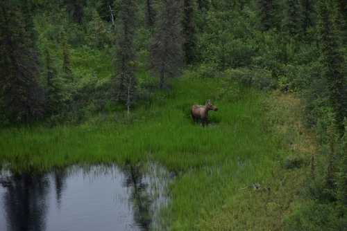 Moose