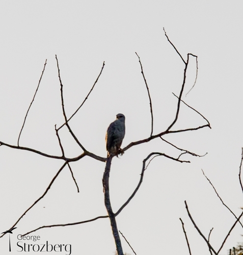 Gray-lined Hawk