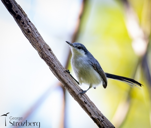 Tropical Gnatcatcher