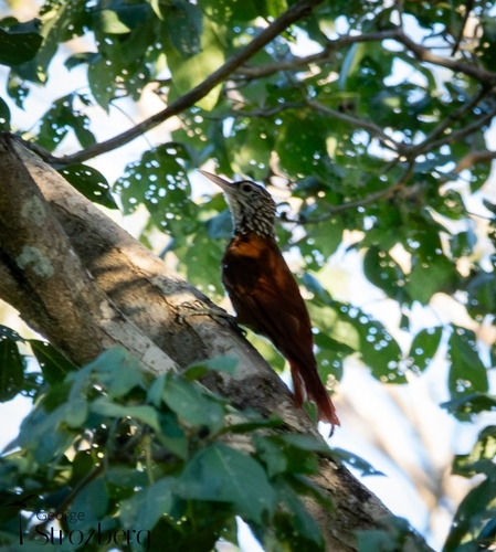 Straight-billed Woodcreeper