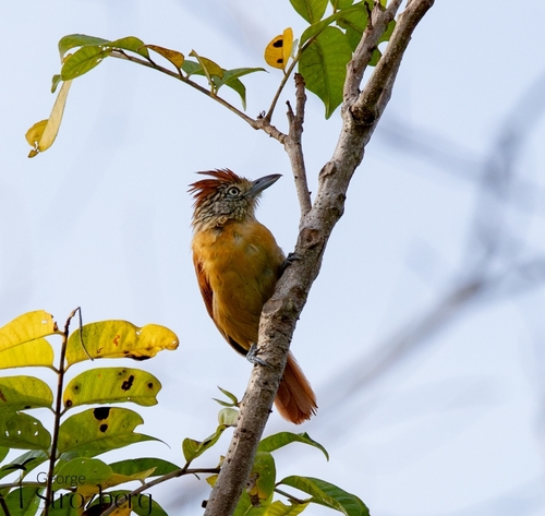 Barred Antshrike