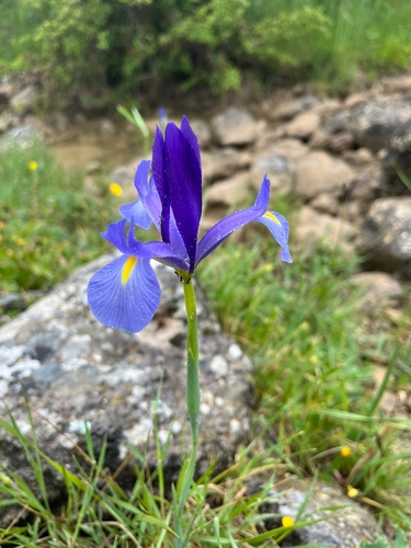 Avistamiento Iris azul de las marismas (Iris xiphium)