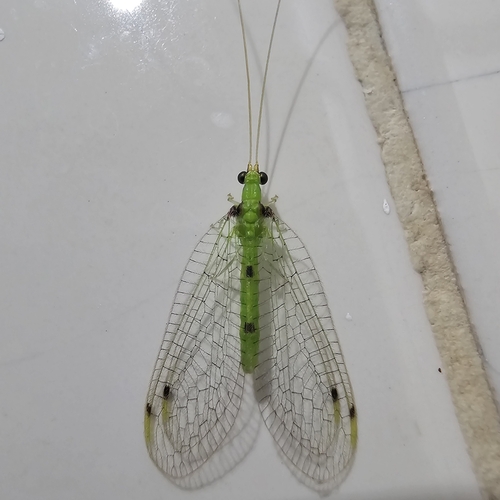 Leucochrysa gossei