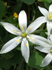 Common Star-of-Bethlehem - Photo (c) Samanta Conte, all rights reserved, uploaded by Samanta Conte