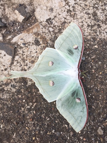 Indian Moon Moth