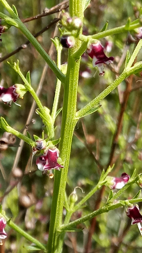 Scrophularia canina ssp. canina