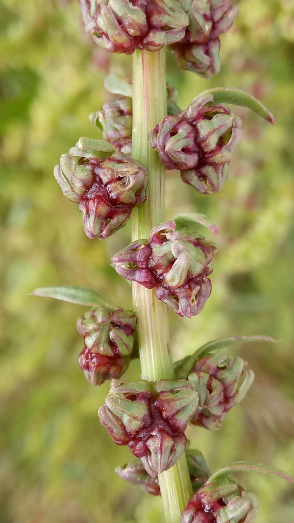devil plant Variegated Devil's Backbone Euphorbia