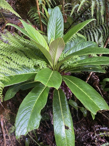 Kunth's cyanea (Cyanea kunthiana)