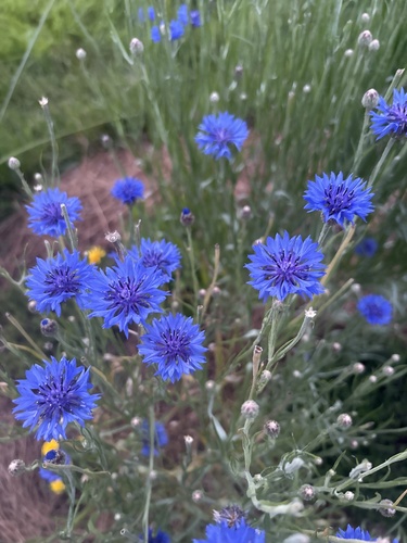 Centaurea cyanus
