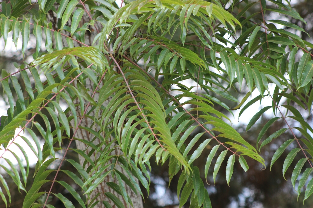 Toona sureni (Toona sureni)