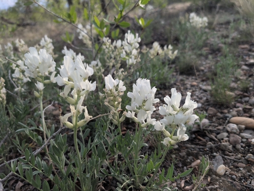 Oxytropis sericea