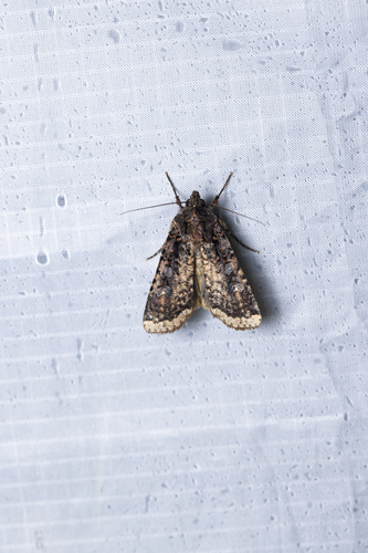 Peridroma cinctipennis