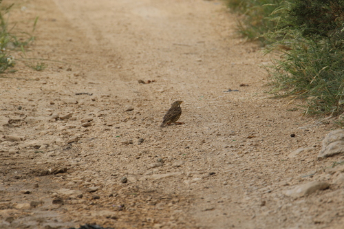 Corn Bunting