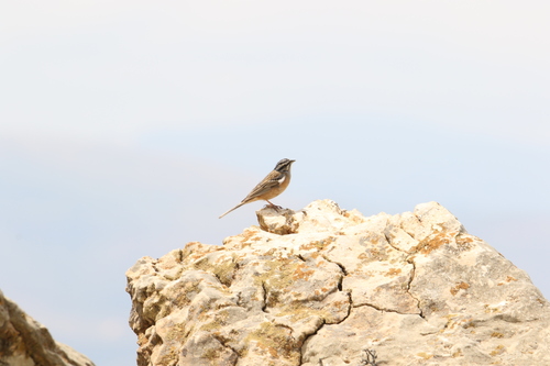 Rock Bunting