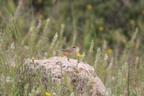 Spectacled Warbler