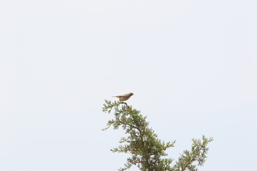 Moussier's Redstart