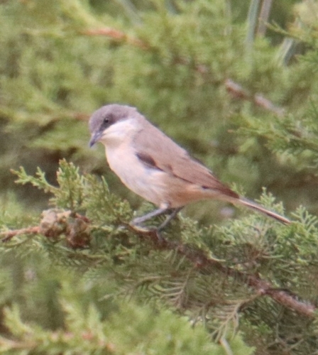 Western Orphean Warbler