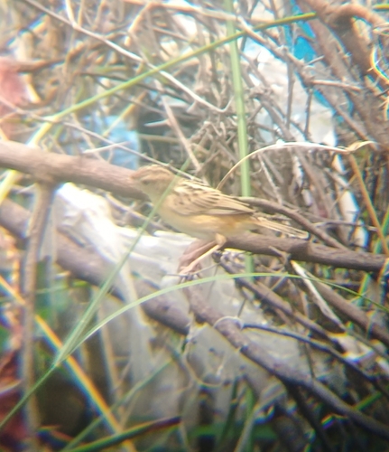 Zitting Cisticola