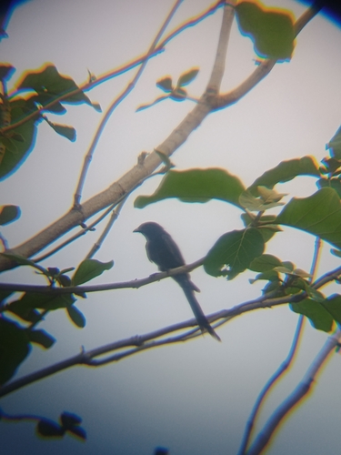 Black Drongo