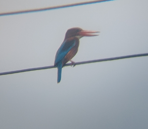 White-throated Kingfisher