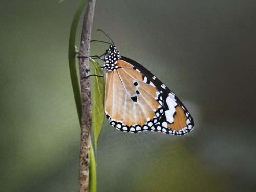 Plain Tiger Butterfly
