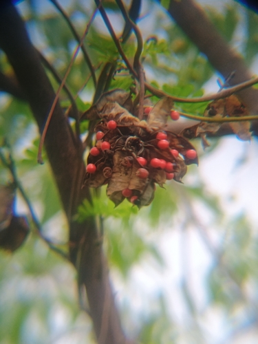 rosary pea