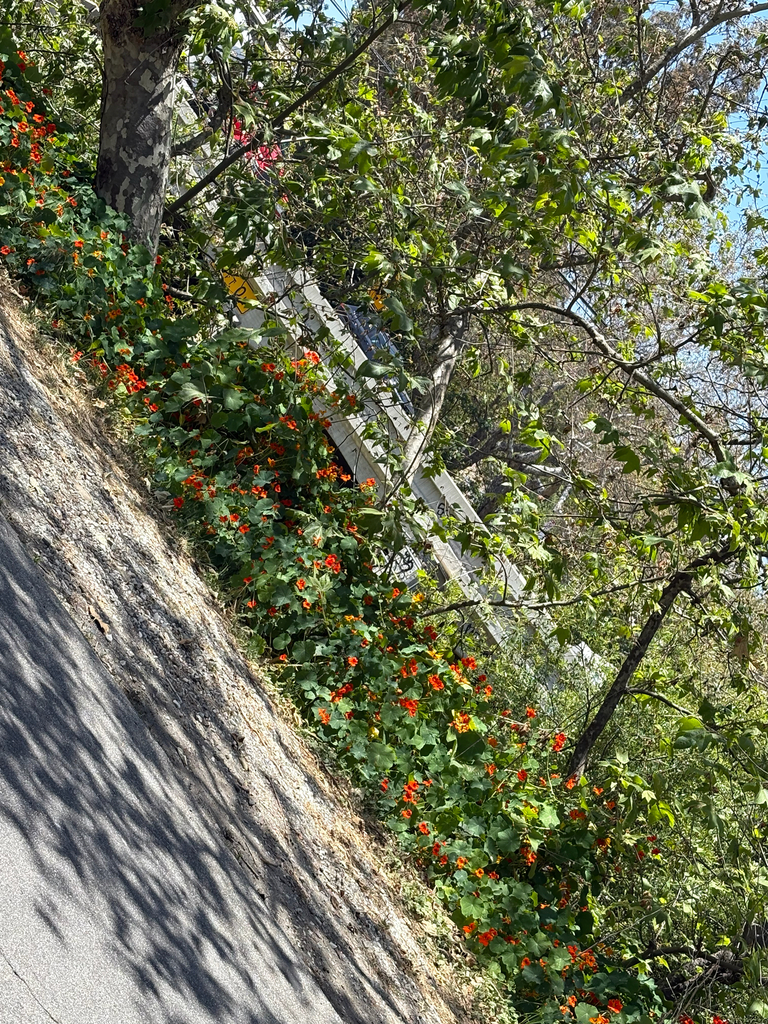 Tropaeolum majus