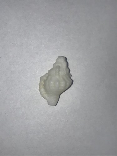 Monoplex nicobaricus image