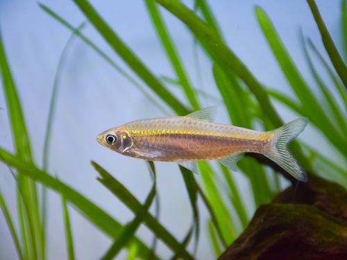 Rasbora septentrionalis