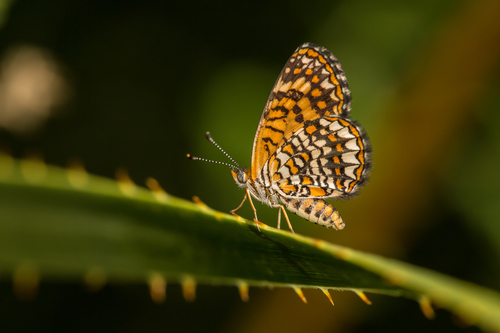 Elada Checkerspot