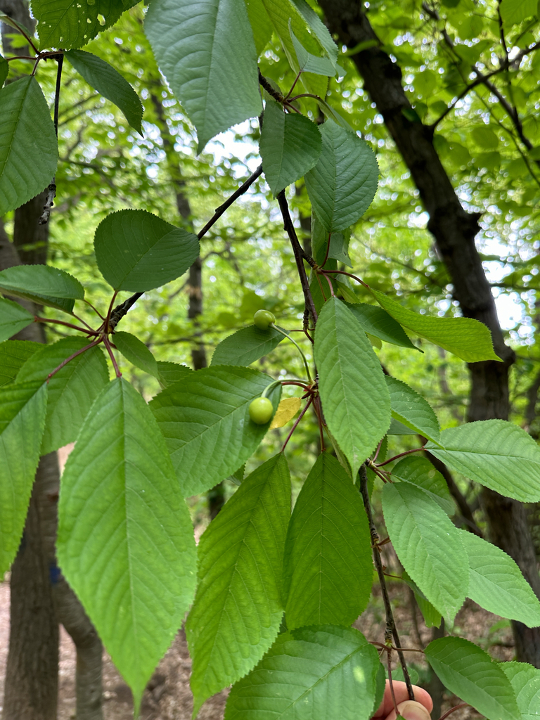 Prunus avium