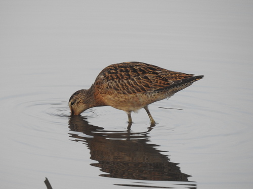 iNaturalist observation photo of Short-billed Dowitcher