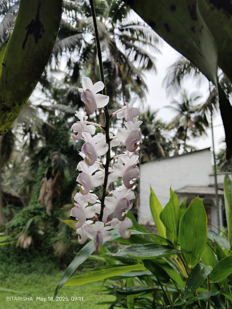 Orchidaceae