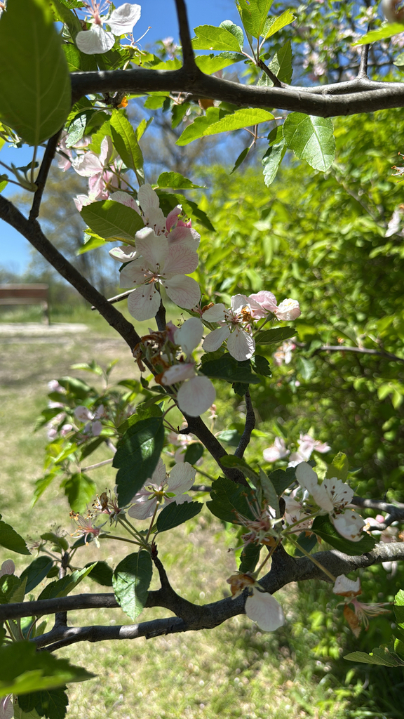 Malus