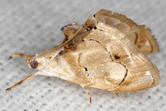 Image of Lipocosma nigripictalis