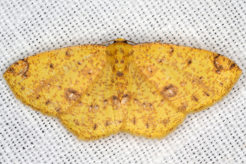 Periclina apricaria