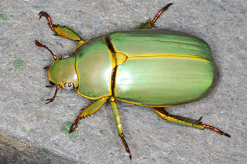 Chrysina aurora · iNaturalist